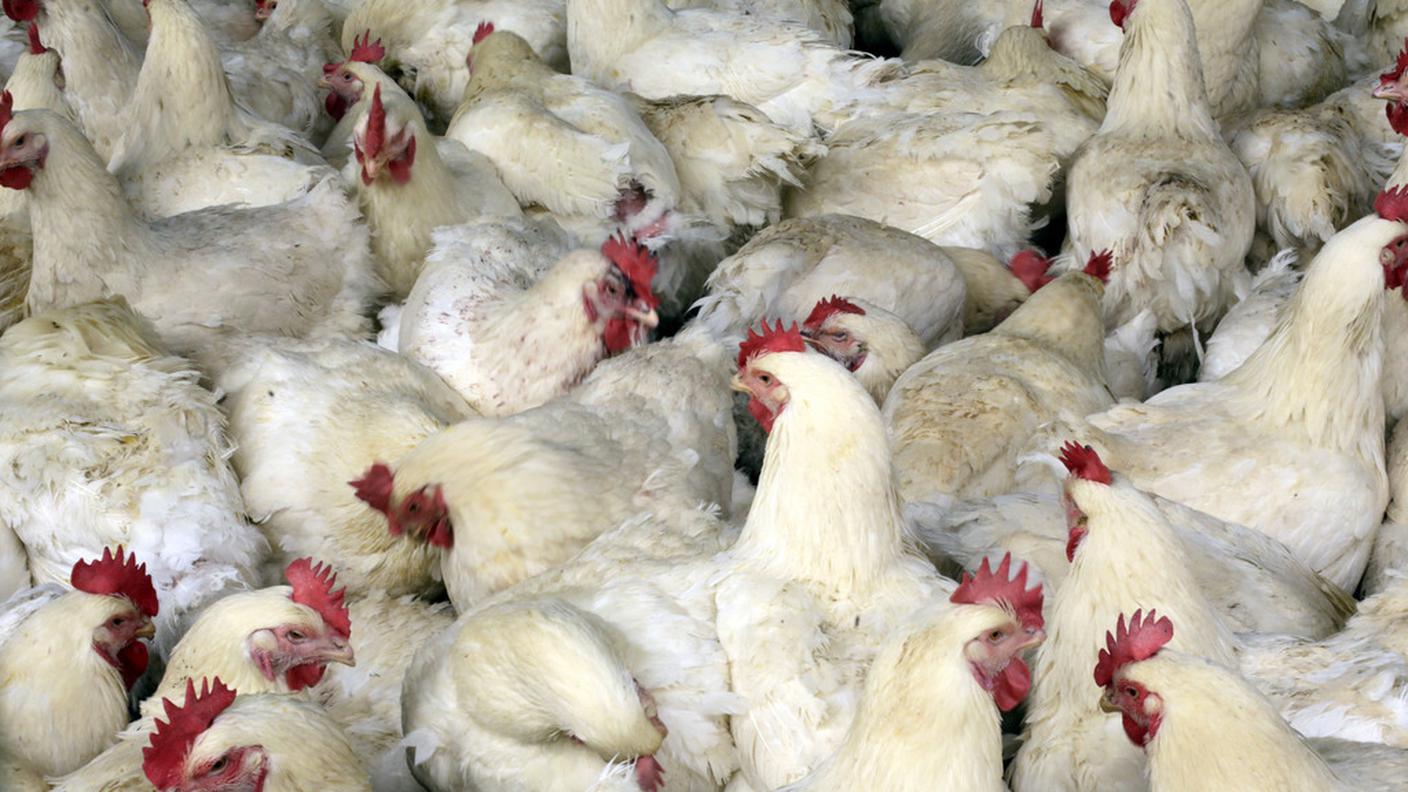 Galline bianche biodiversità cina 27.05.2013 ky.JPG
