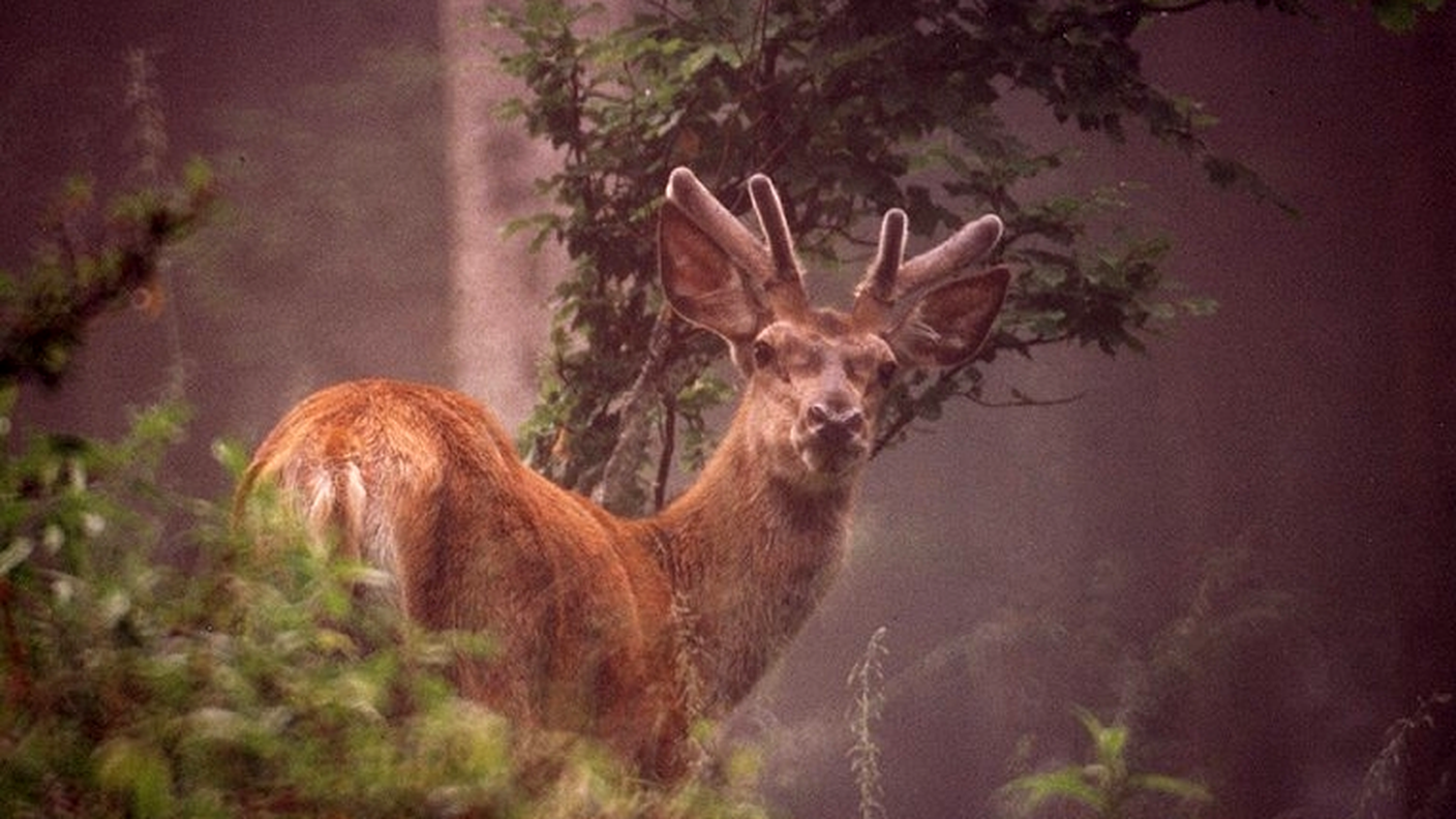 Un cervo nel bosco