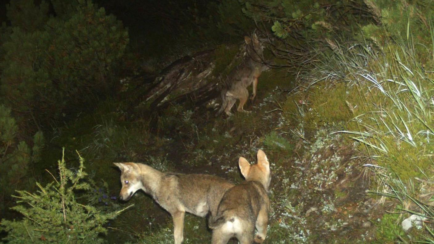 Giovani esemplari del branco del Calanda fotografati nel 2014