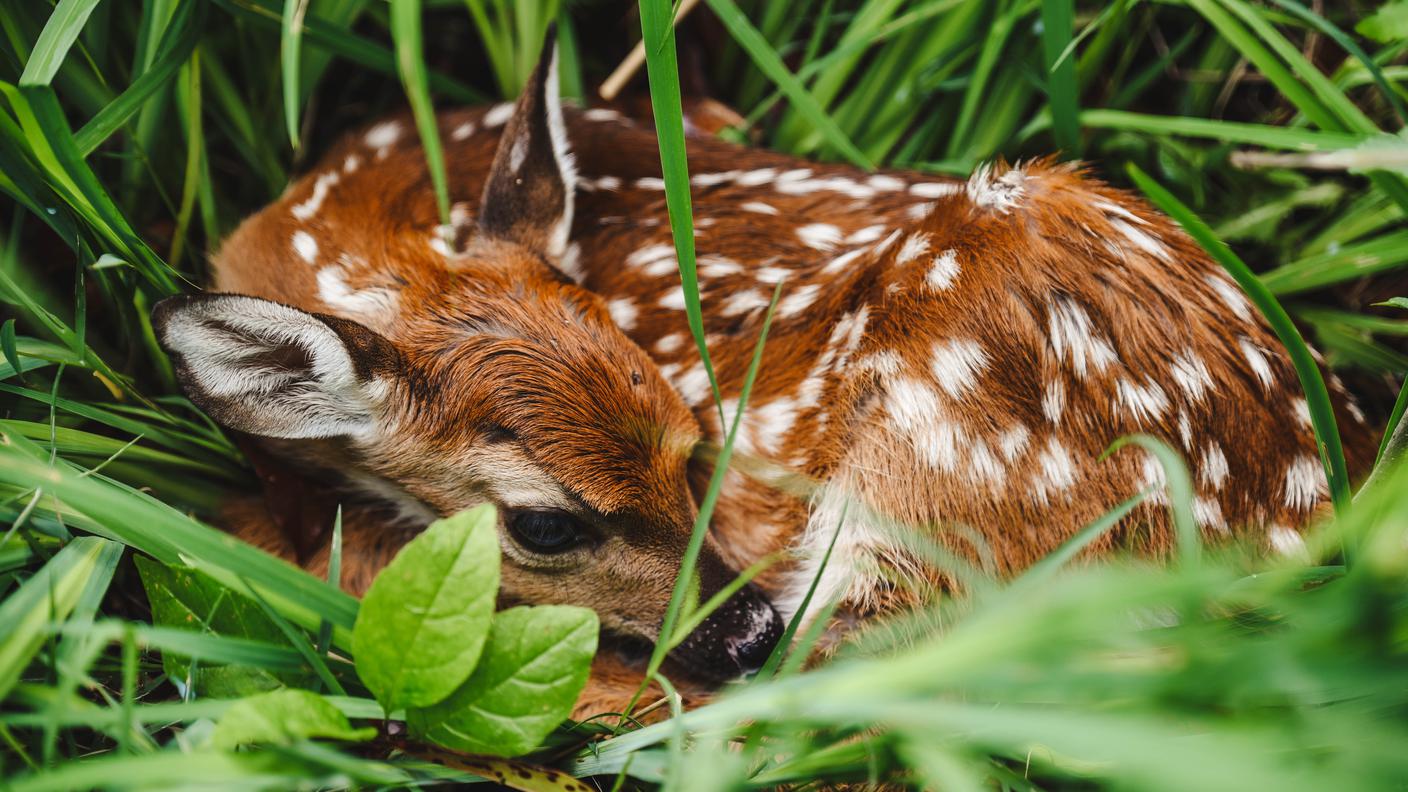 Un cucciolo di capriolo nascosto nell'erba