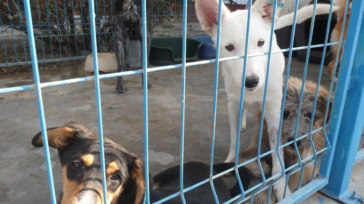 canile cani ansa.jpg