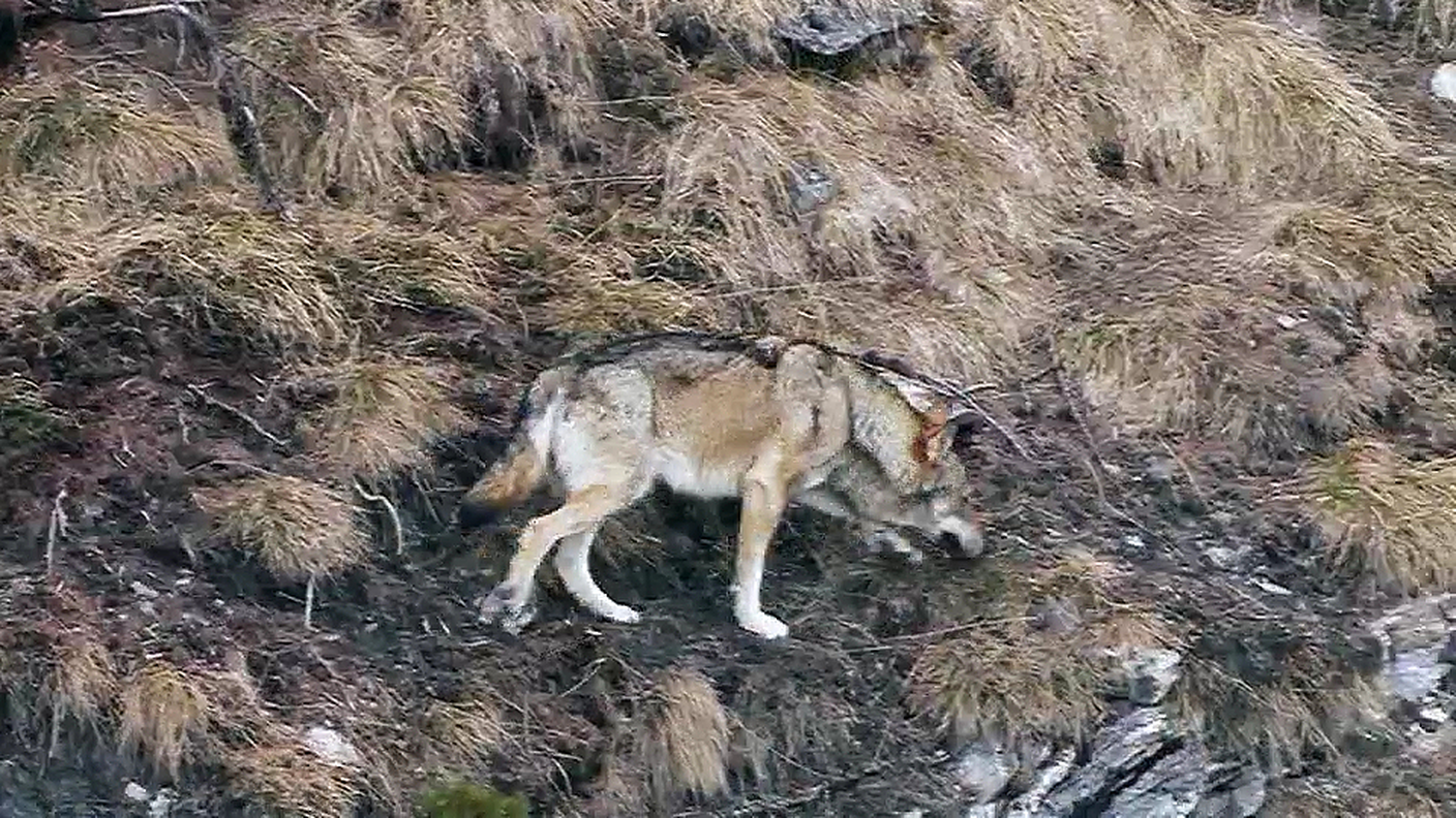 Uno dei lupi che si aggirano nei Grigioni