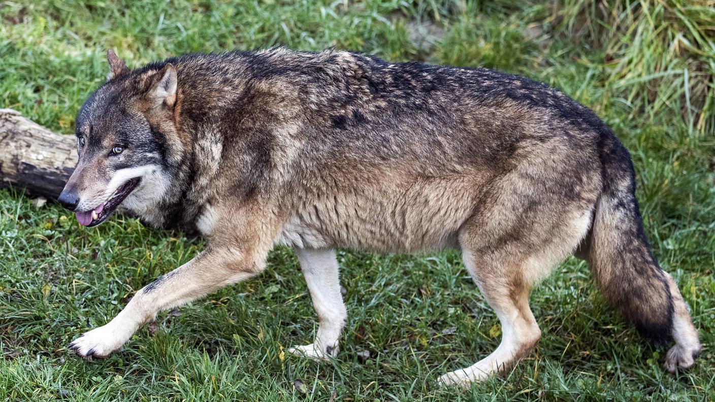 La caccia al lupo in Rovana ha avuto un costo significativo