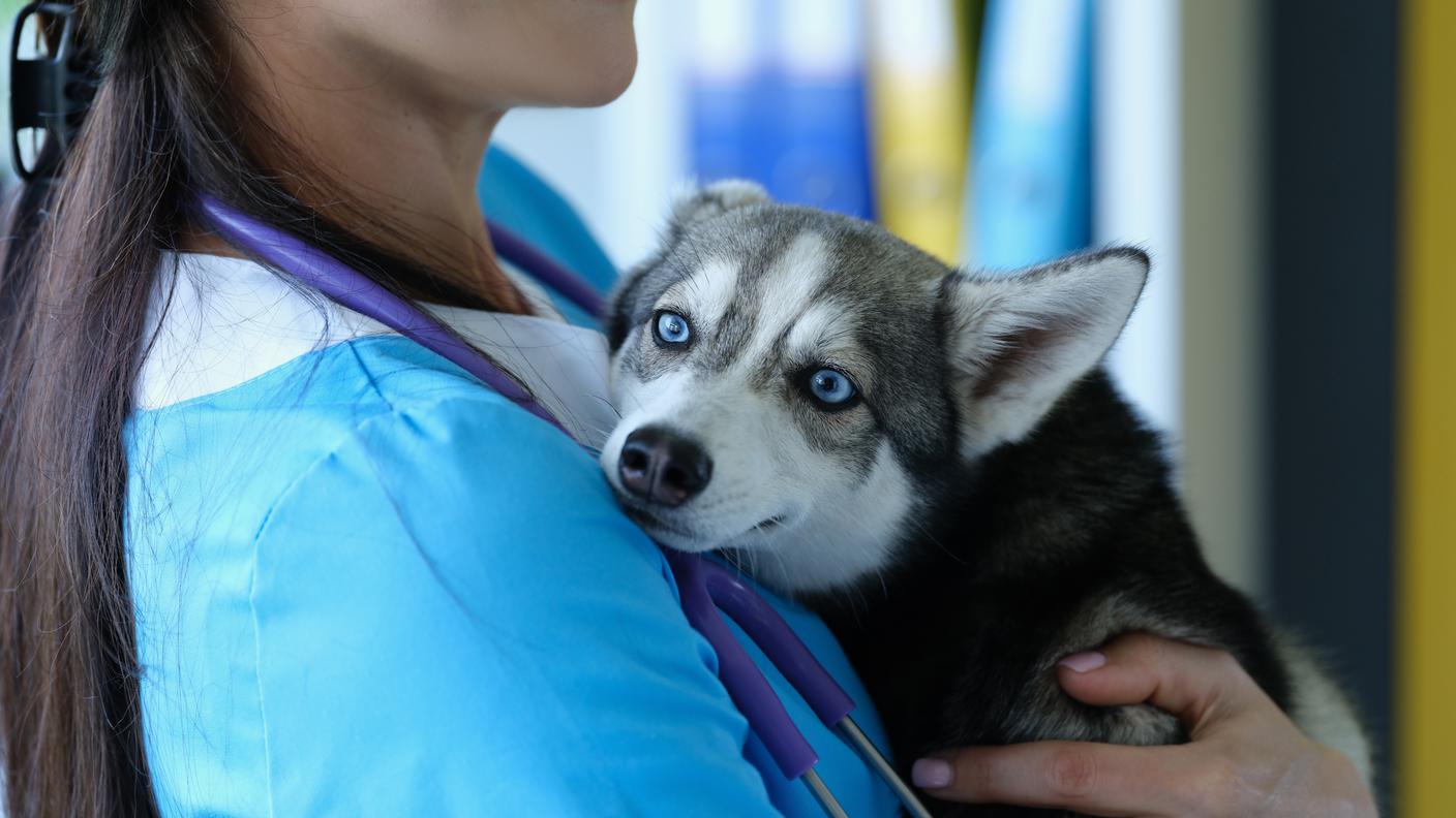 Sono molte le famiglie che non riescono più ad occuparsi dei loro animali domestici.