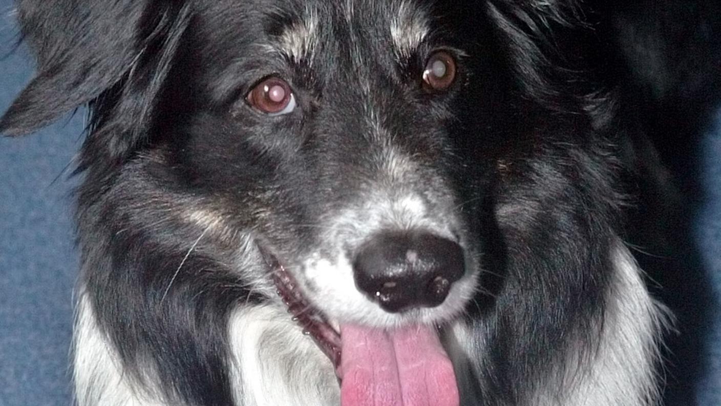 cane border collie Rico 2004 ky.JPG