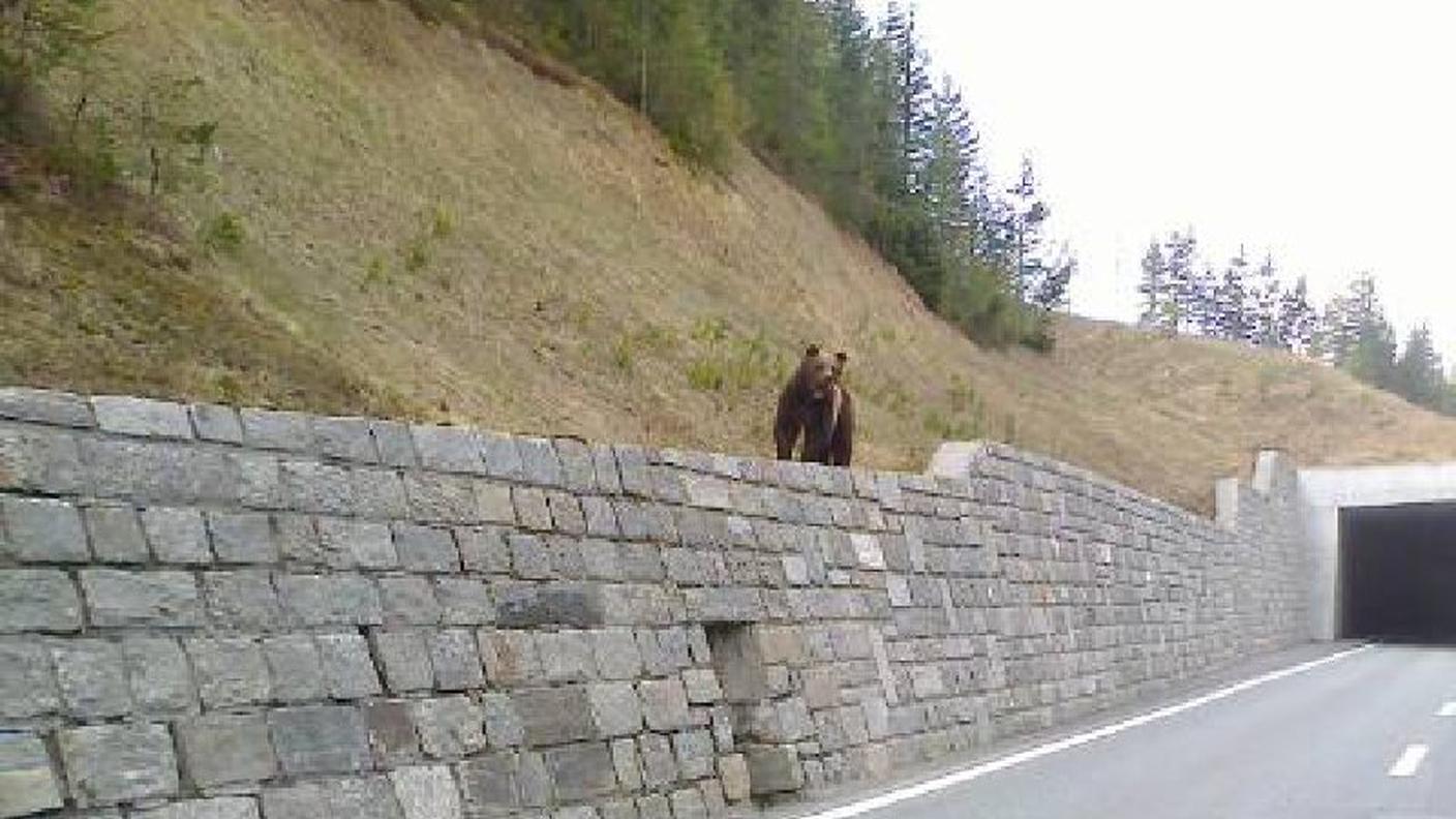 L'orso di due anni visto da un automobilista a Zernez