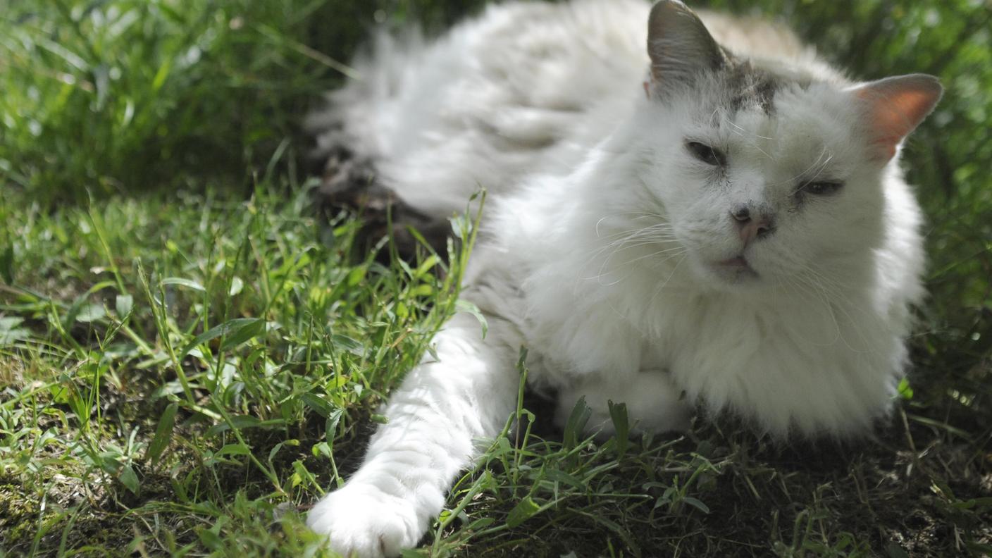 Gatto