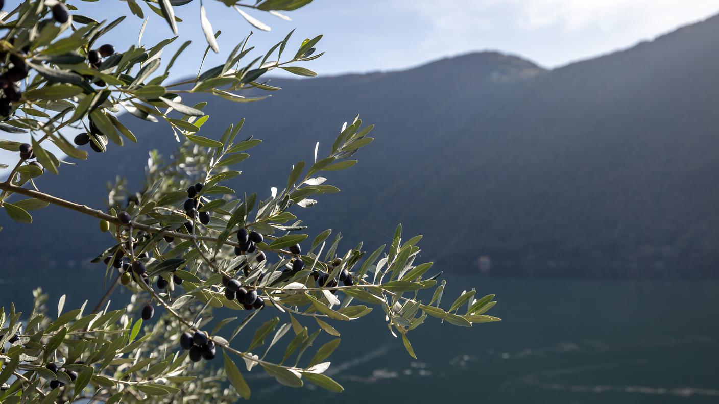 La raccolta delle olive a Gandria