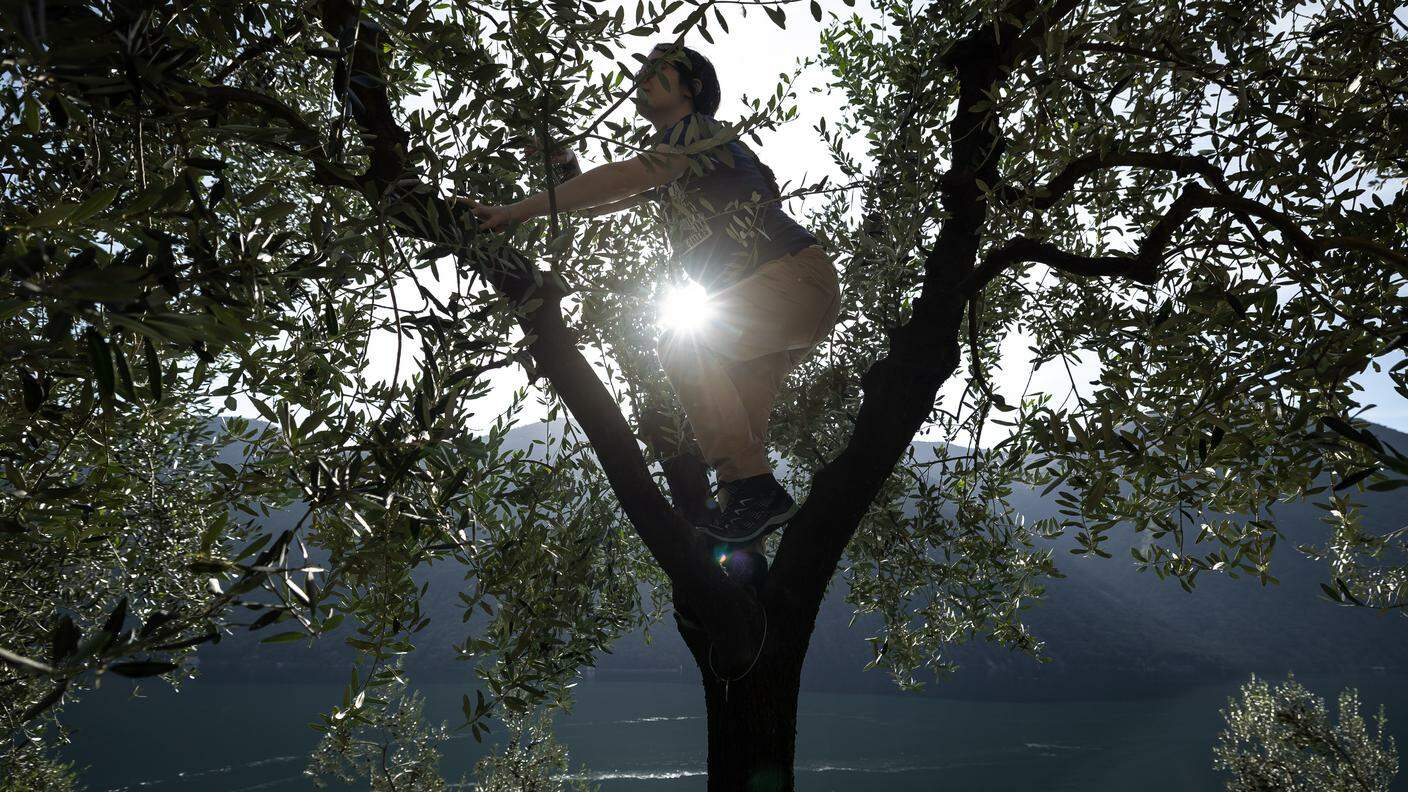 La raccolta delle olive a Gandria