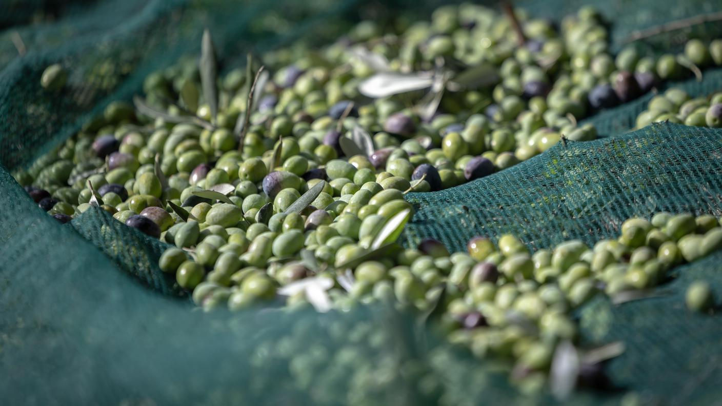 La raccolta delle olive a Gandria