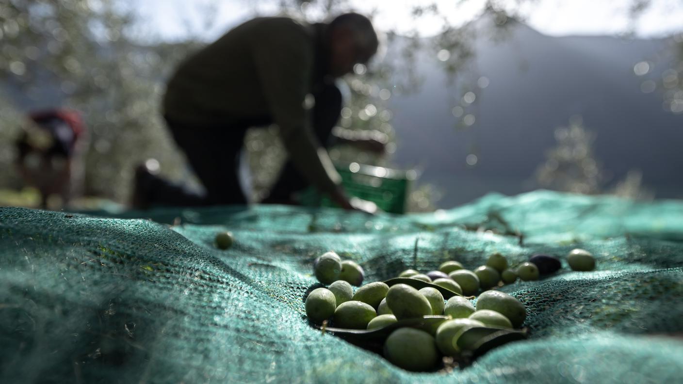 La raccolta delle olive a Gandria