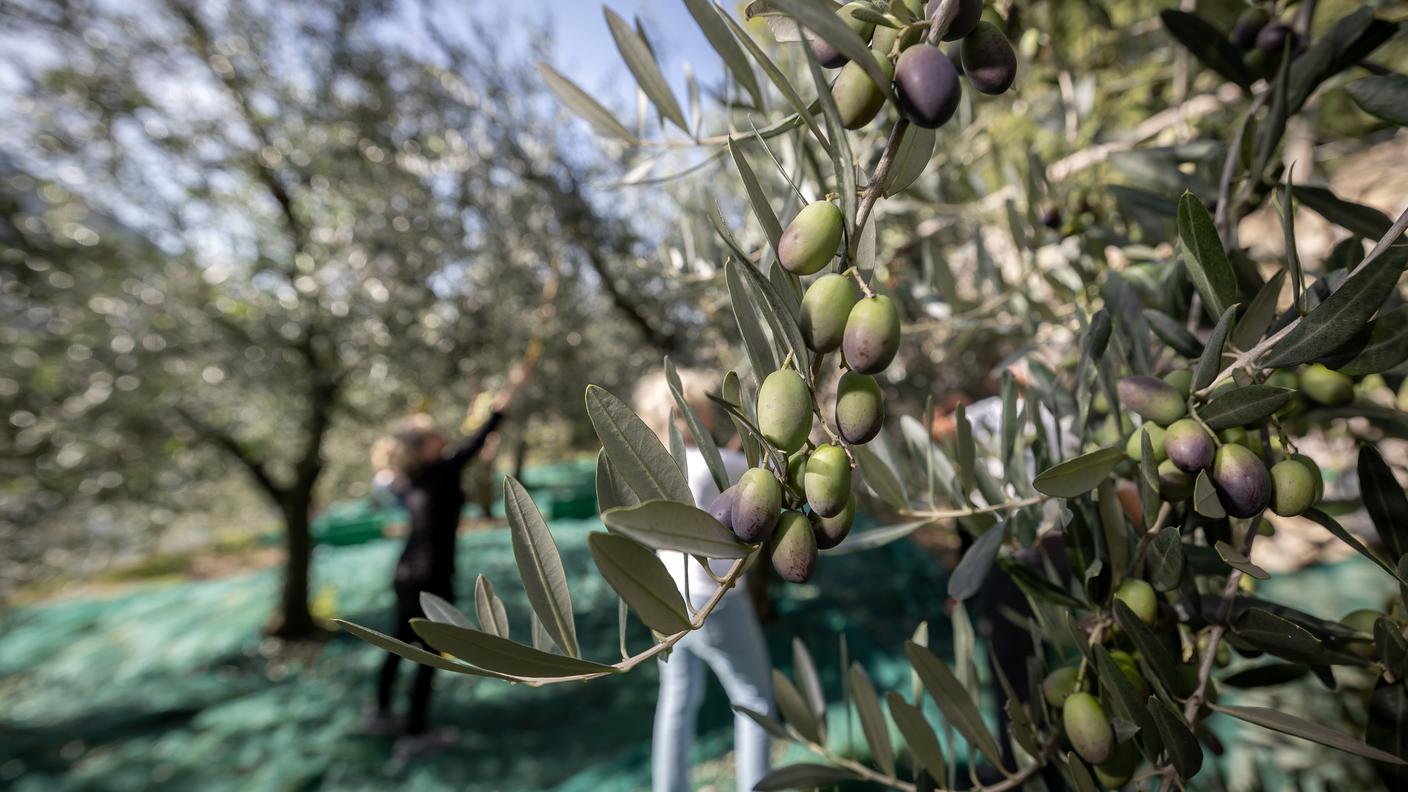 La raccolta delle olive a Gandria