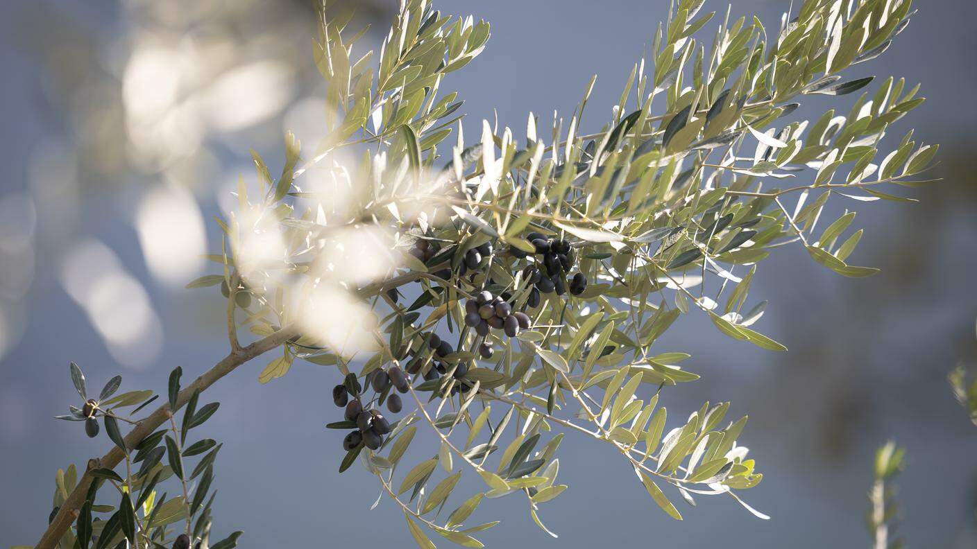 La raccolta delle olive a Gandria