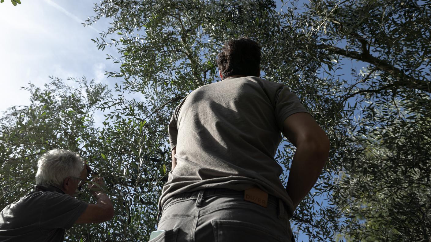 La raccolta delle olive a Gandria