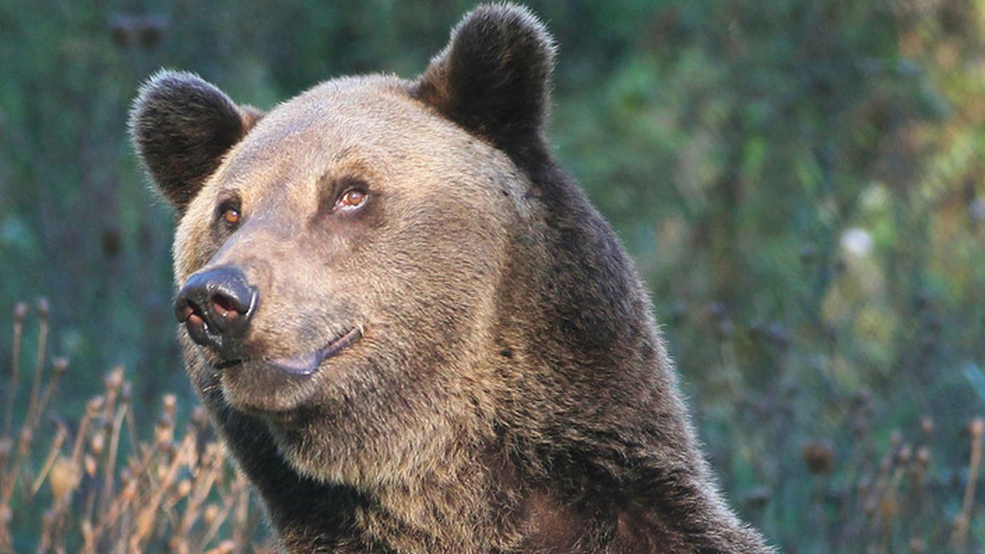 Le verifiche sono in corso, ma dovrebbe trattarsi di un orso