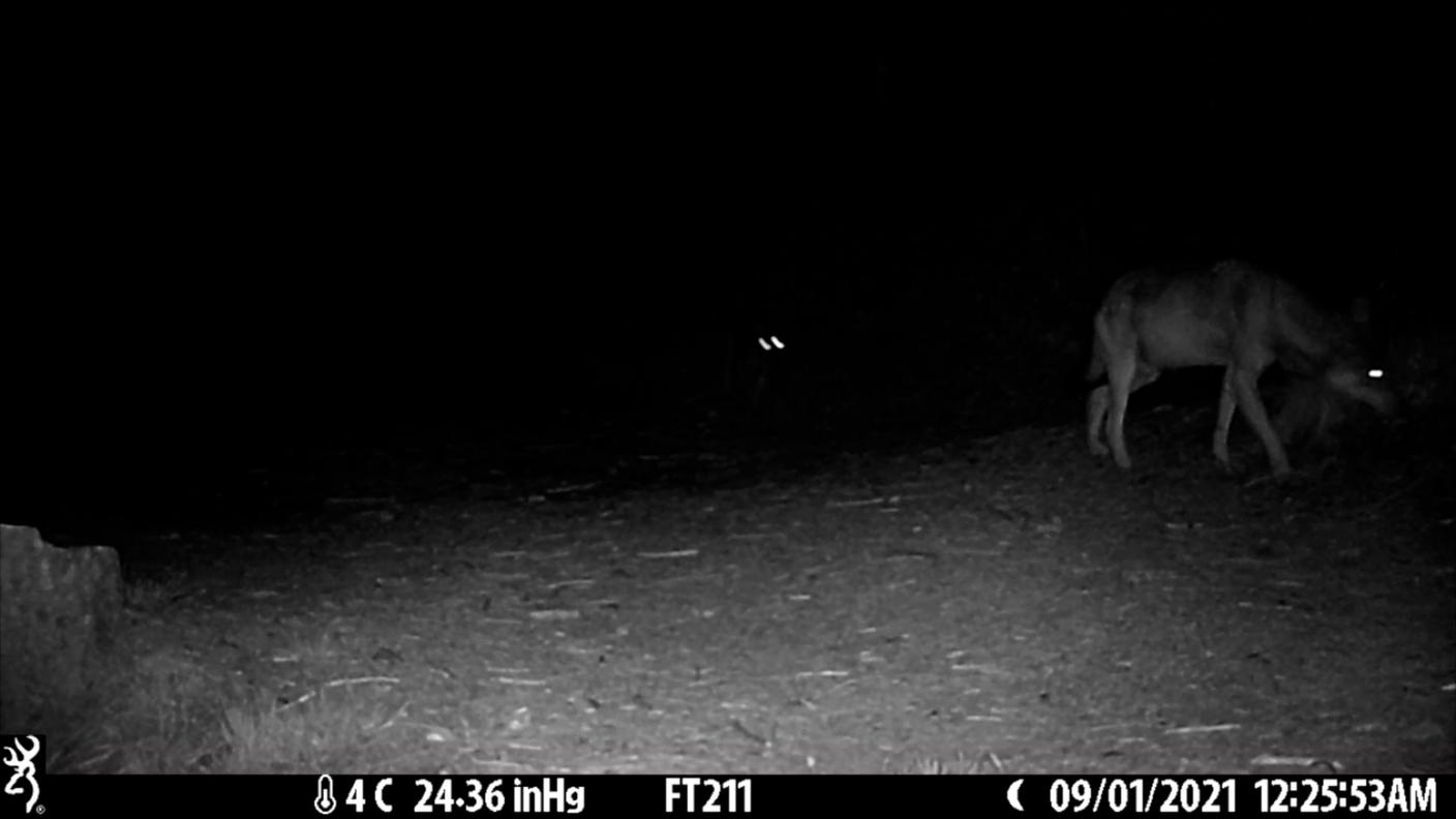 Rimangono malumori in alcuni allevatori che vorrebbero un approccio più duro con l'animale