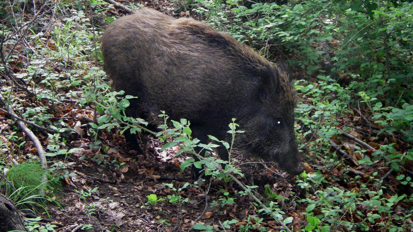 Un cinghiale in libertà nei boschi del Mendrisiotto