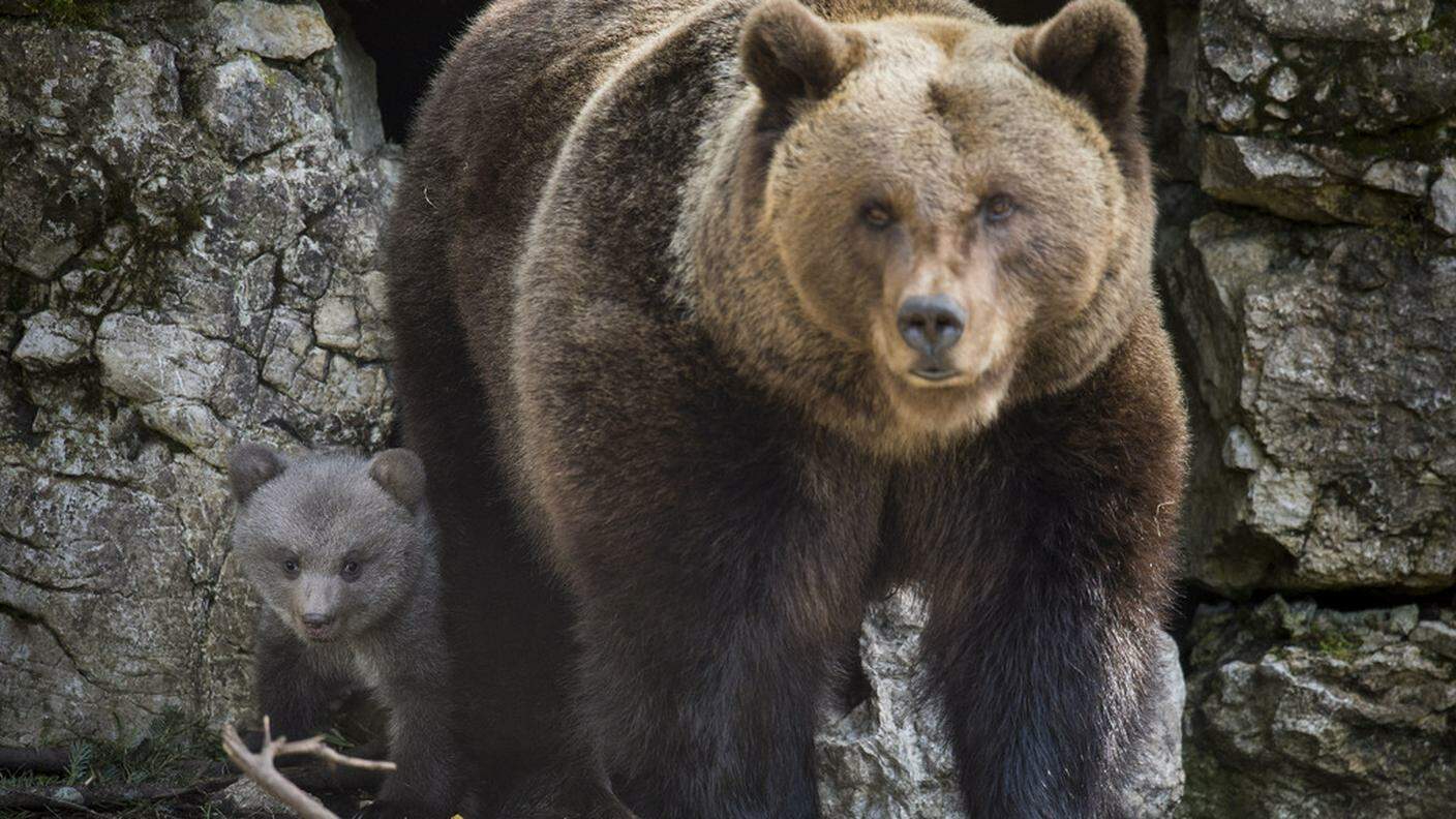 Un orso con la prole nel parco di Mont d'Orzieres (JU)