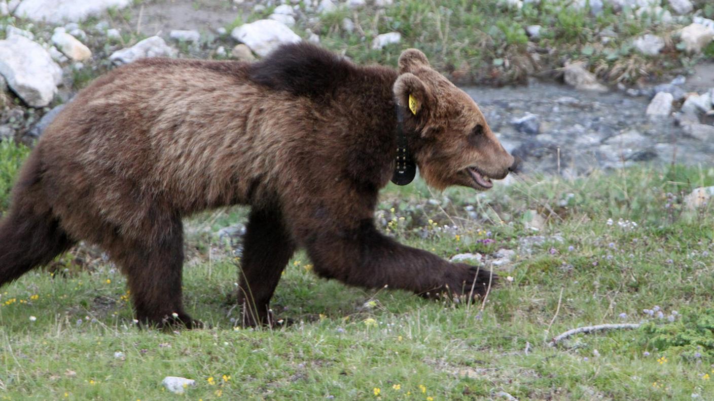 L'orso M13, abbattuto l'anno scorso, ritratto in Val Monastero nel 2012