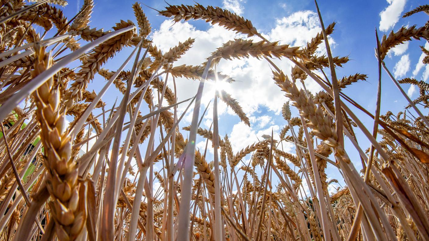 La semina dei cereali avviene durante il periodo autunnale