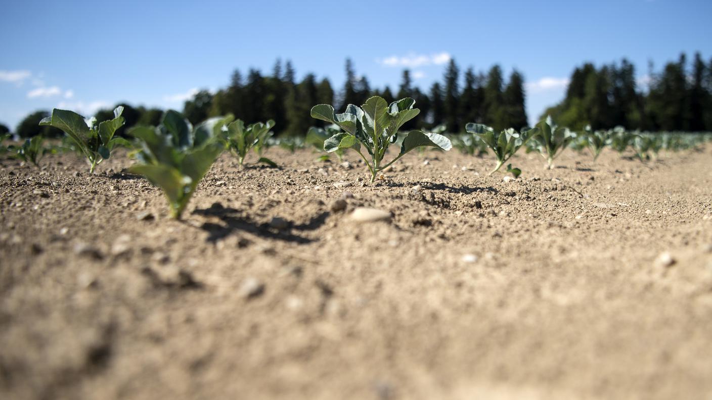 Come sarà la prossima stagione agricola?