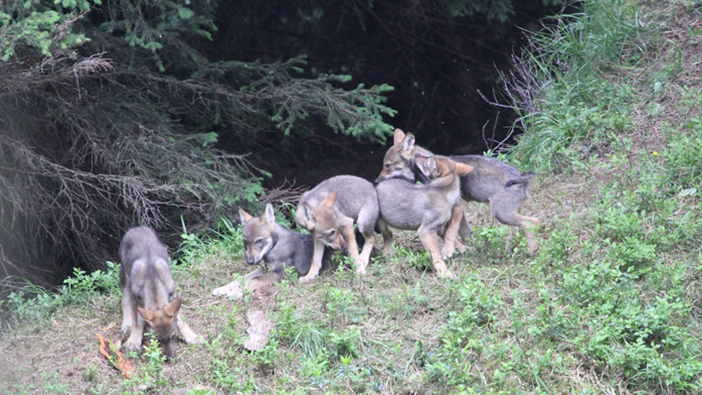 Alcuni lupi del Beverin quando erano cuccioli nel 2019