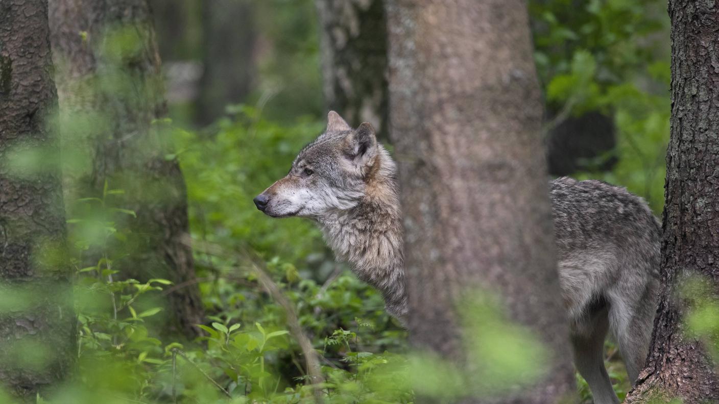 Il comune di Cevio: "Per noi il lupo è un animale nocivo e pericoloso" 