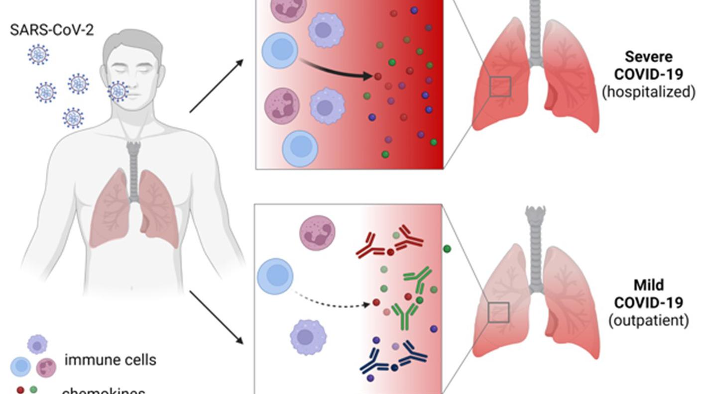 Un’attivazione eccessiva del sistema immunitario (rosso scuro) può essere un’arma a doppio taglio