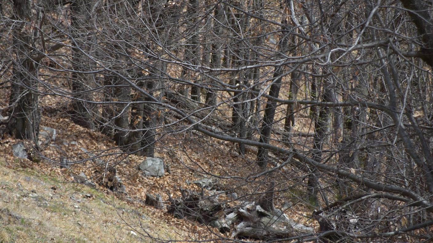 La zona dove il 65enne stava tagliando l'albero