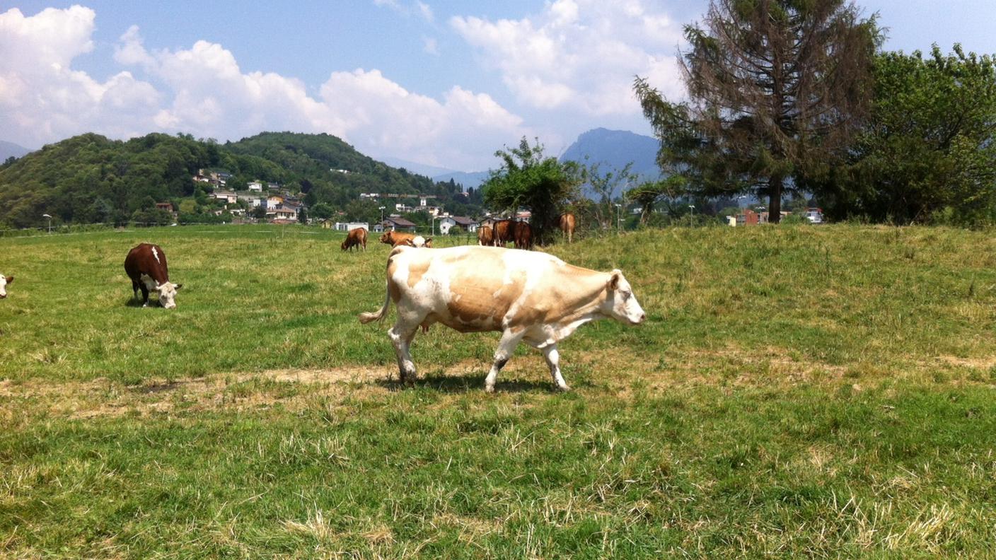 foto5.JPG