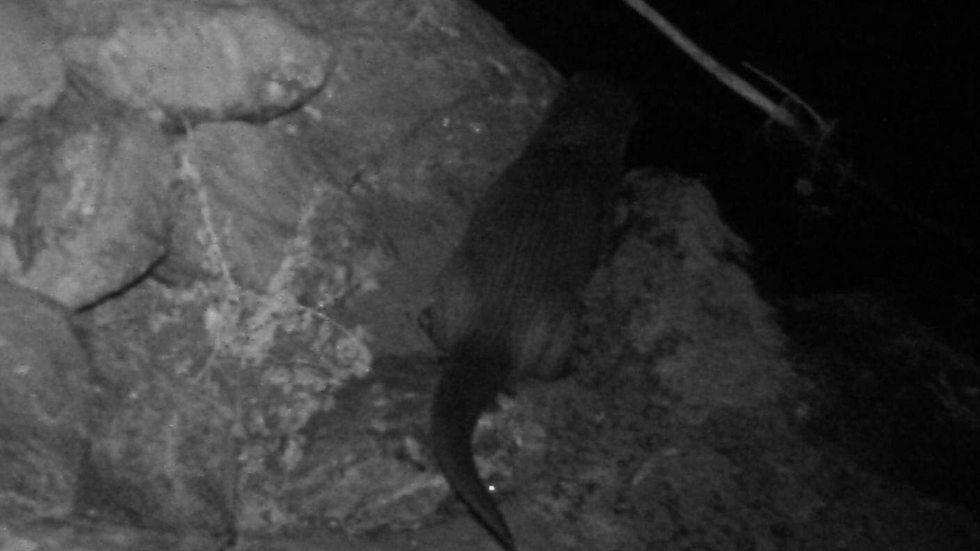 La lontra della Leventina nell'immagine di una foto-trappola
