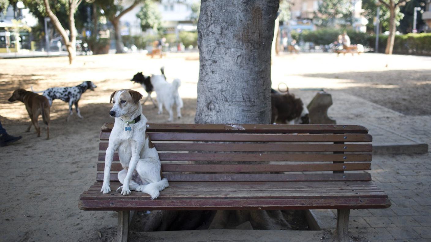 Gli spazi per i cani a Lugano sono al Tassino e a Rugì