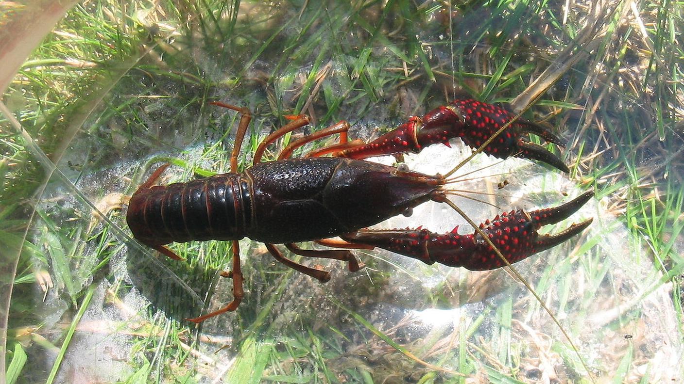 Un esemplare del gambero della Louisiana che infesta il laghetto d'Origlio