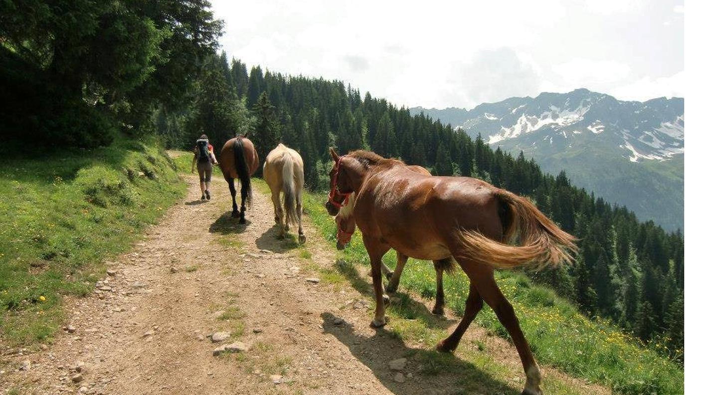 cavalli delaripa4.jpg