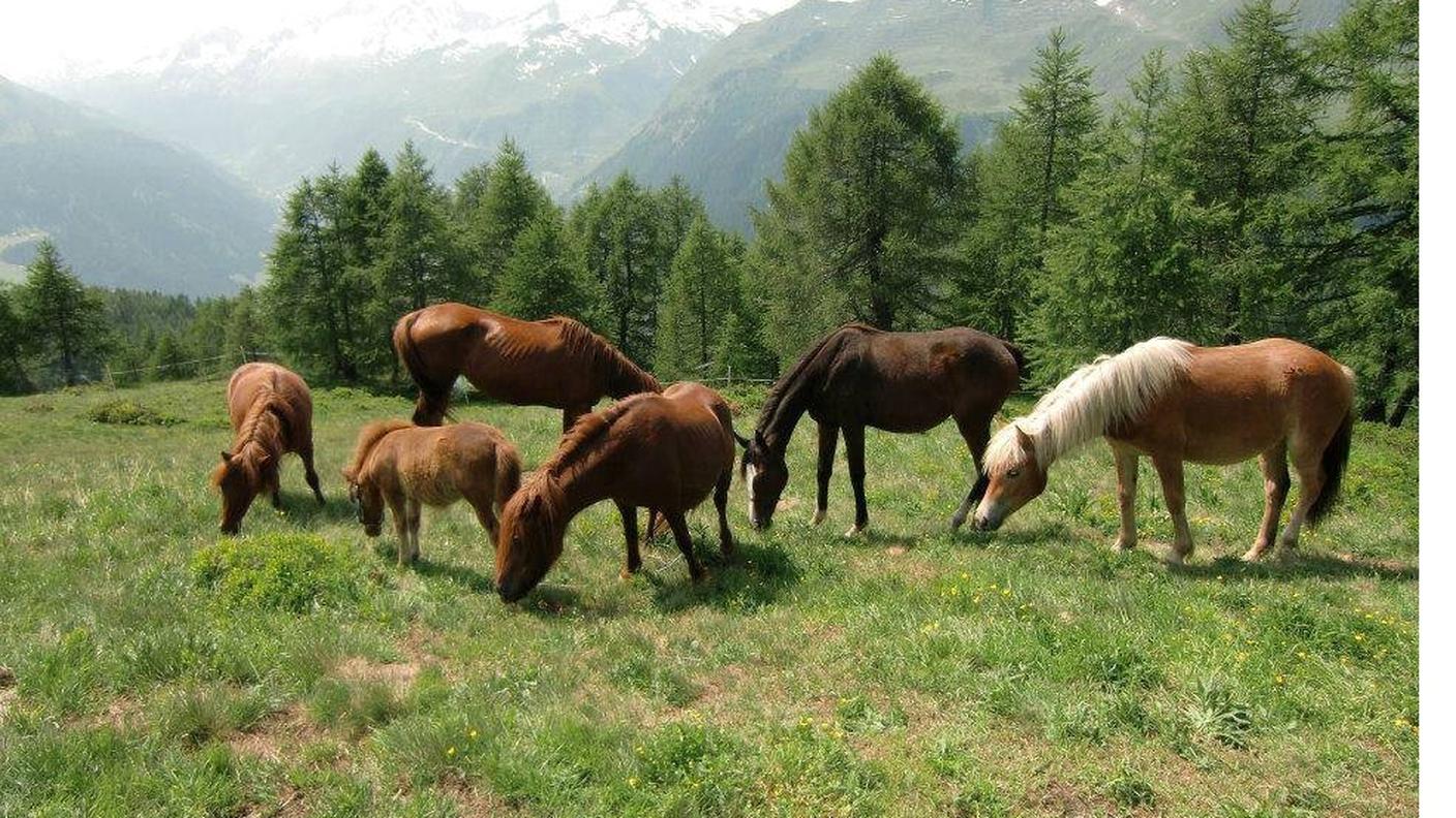 cavalli delaripa2.jpg
