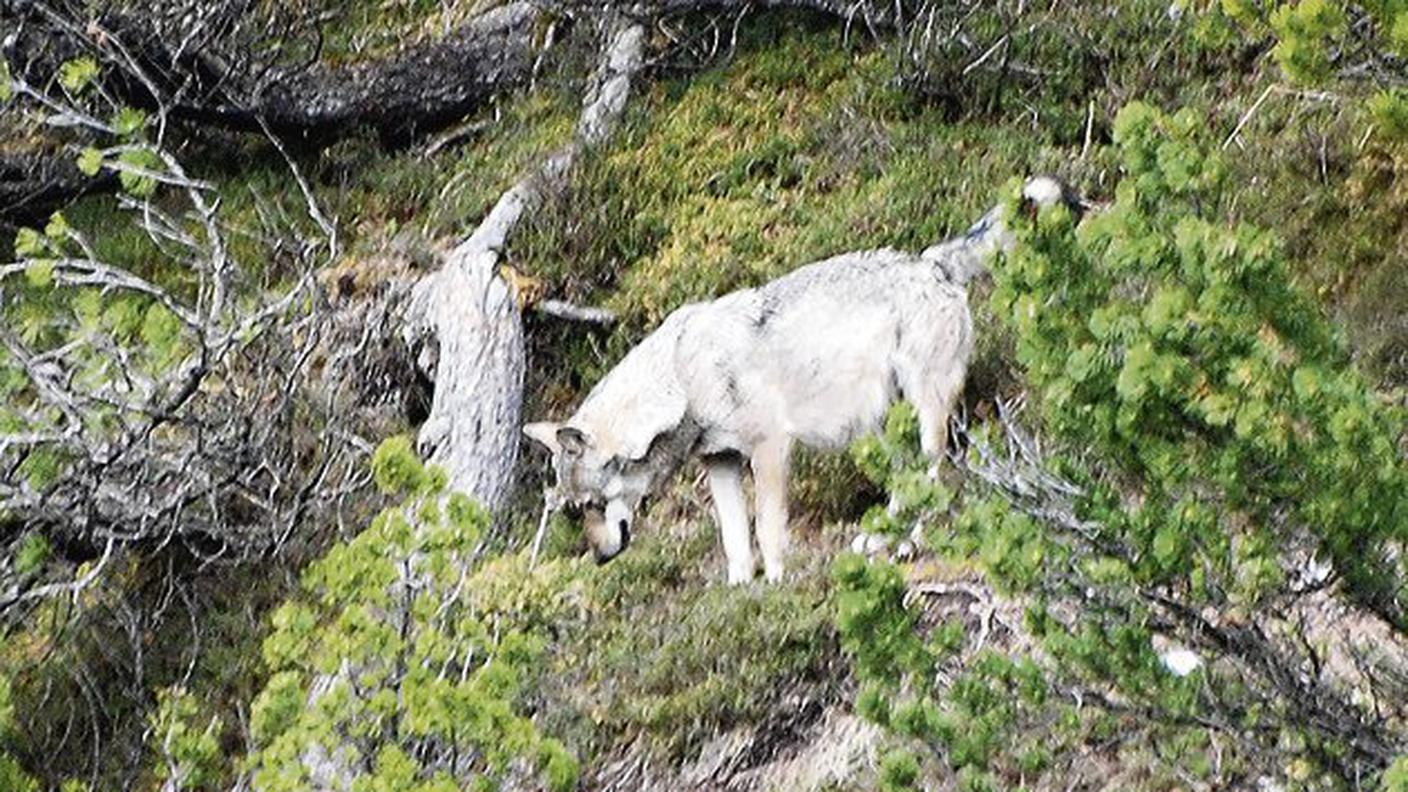 lupa sul Calanda 8.8.2012 sos.jpg