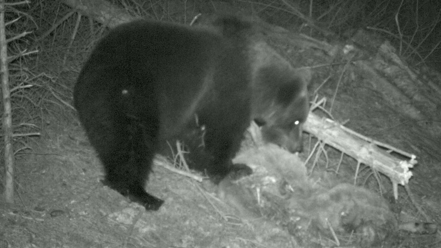 L'orso JJ3