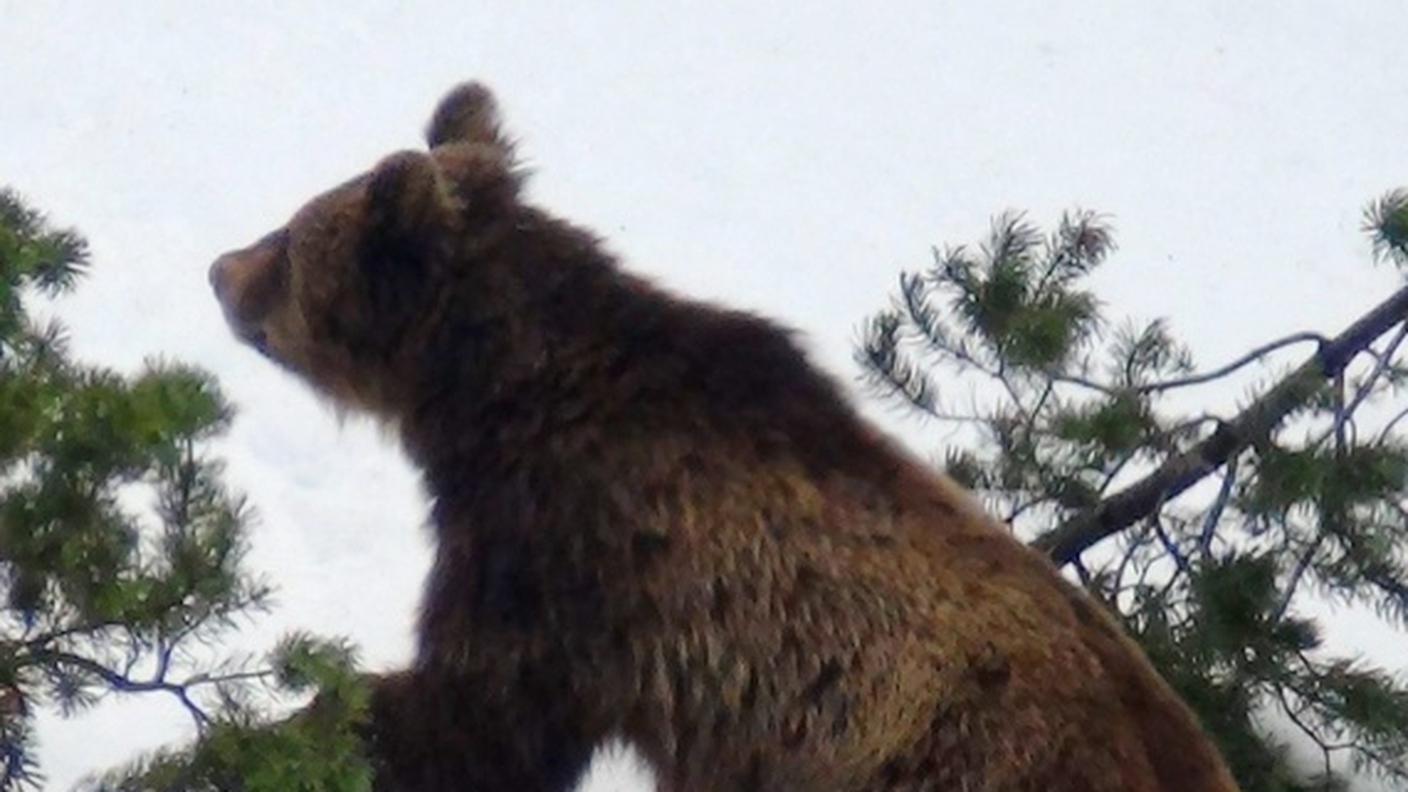 orso M13 B 1.5.2012 ky.JPG
