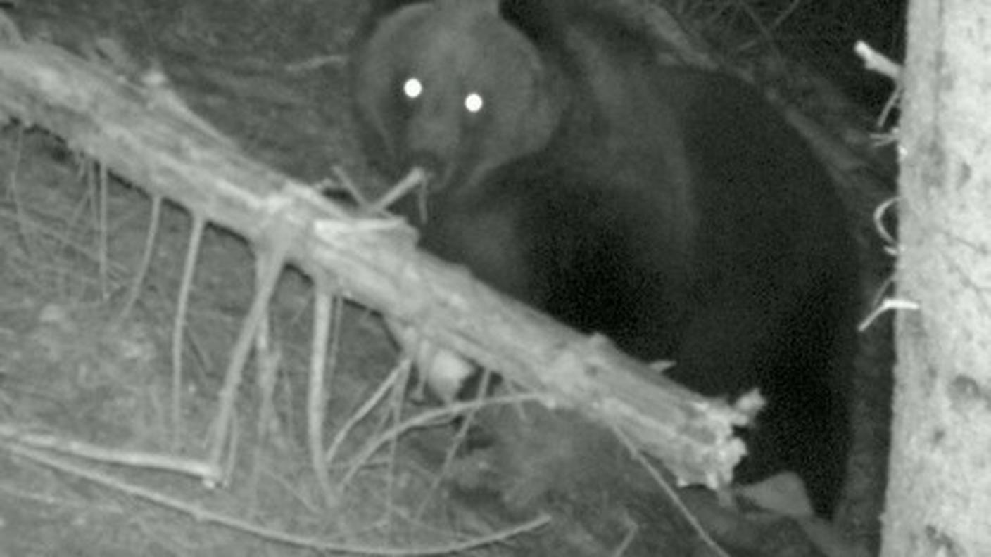 orso ghrigioni notte key.jpg