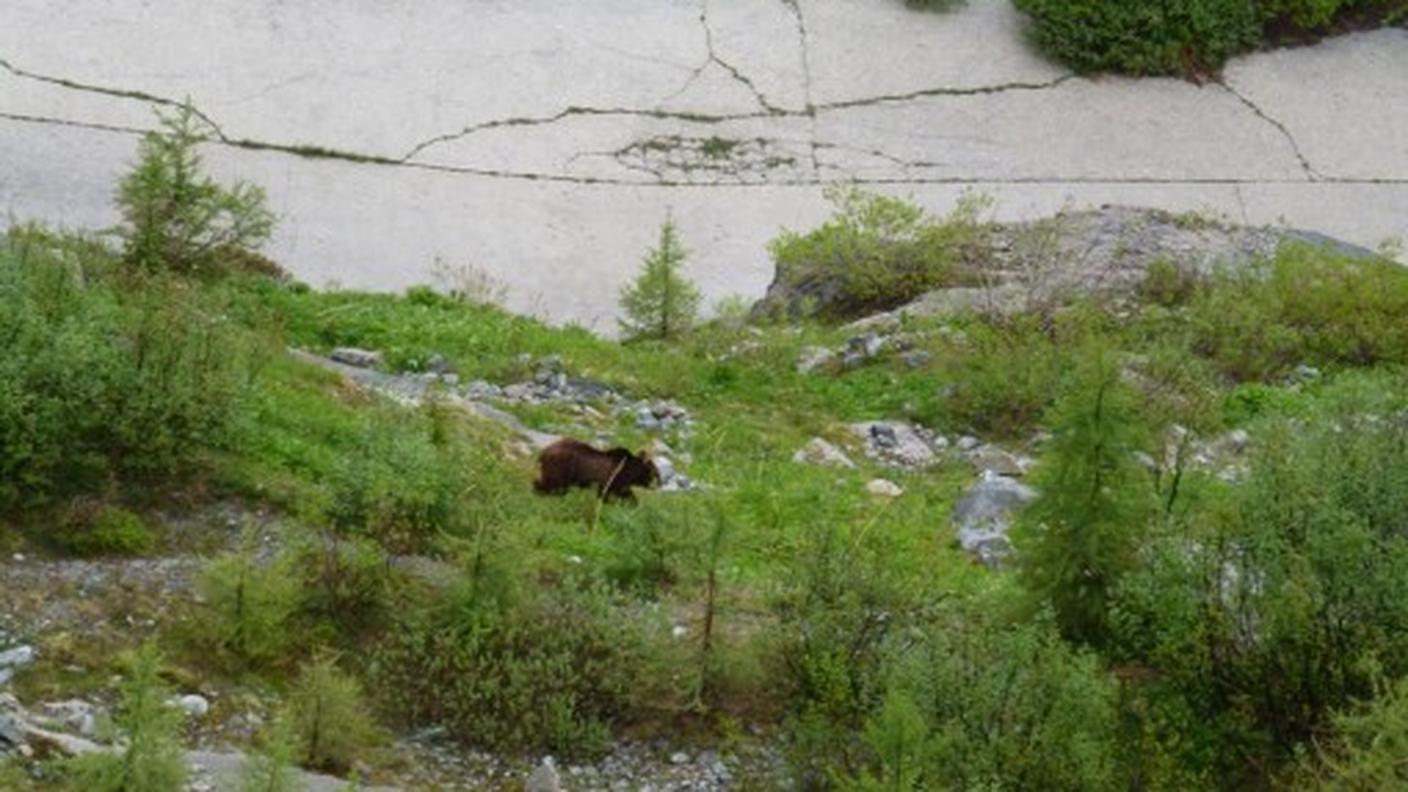 bregaglia orso da sito valbregaglia.jpg