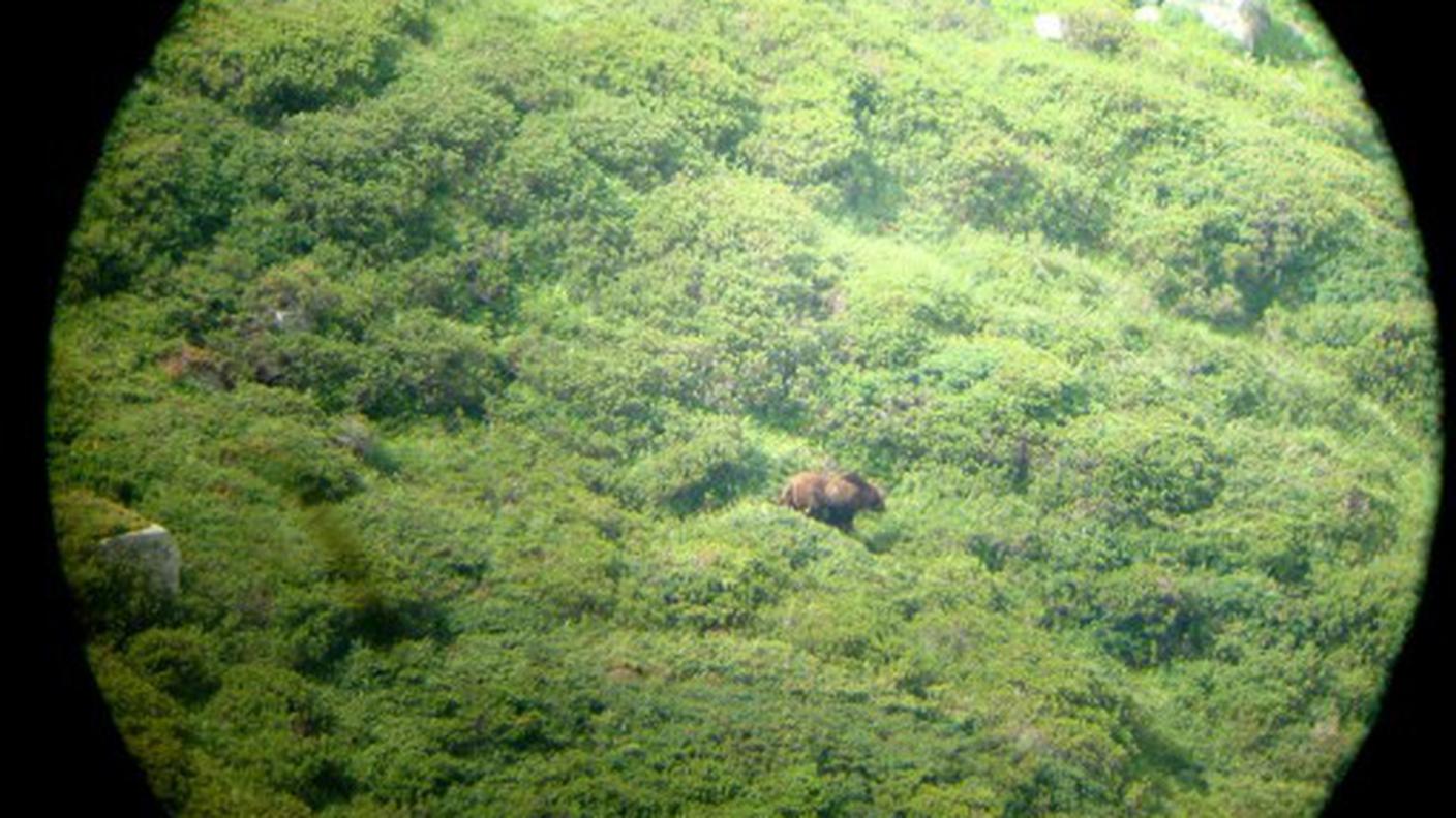 orso_M13_valposchiavo_2.jpg