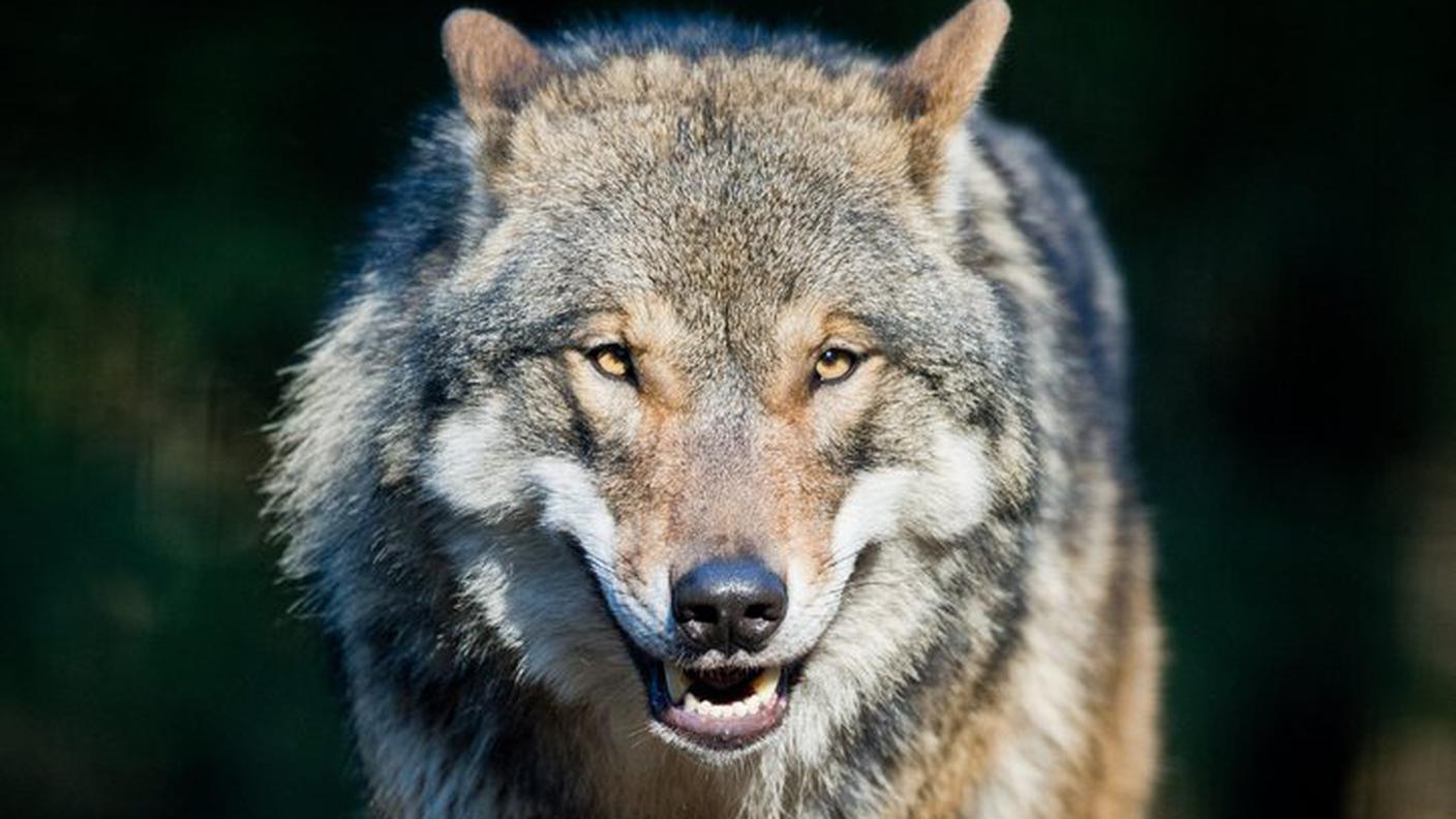 La convivenza tra predatori e popolazione non è sempre facile