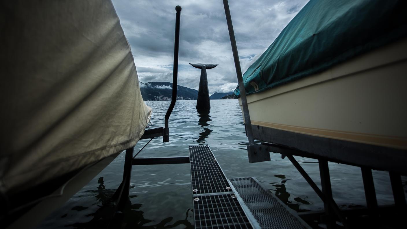 La coda del cetaceo