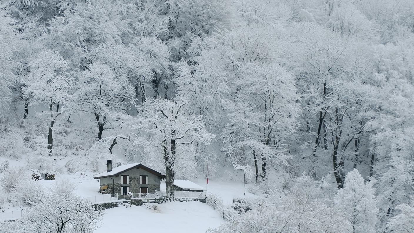 Neve da record, danni ai boschi di protezione