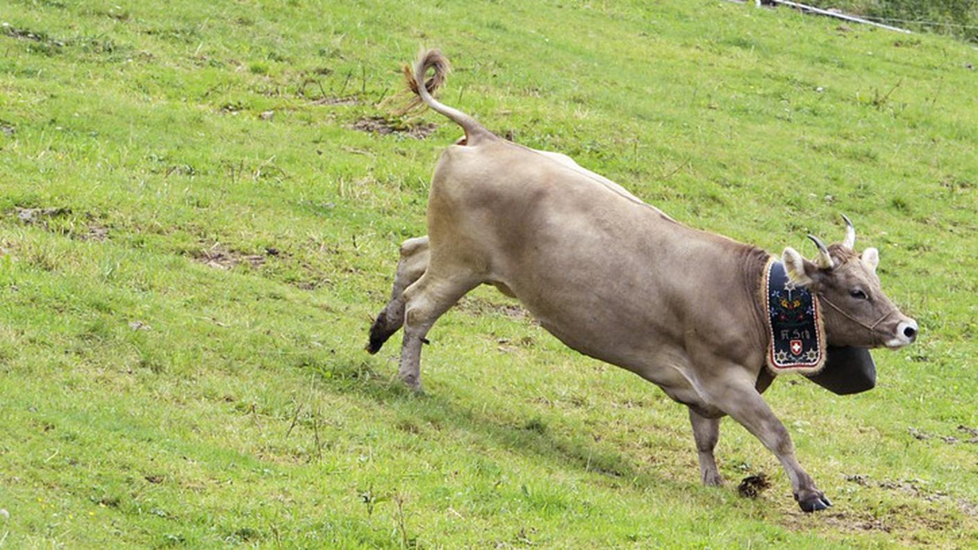 L'animale è stato soppresso