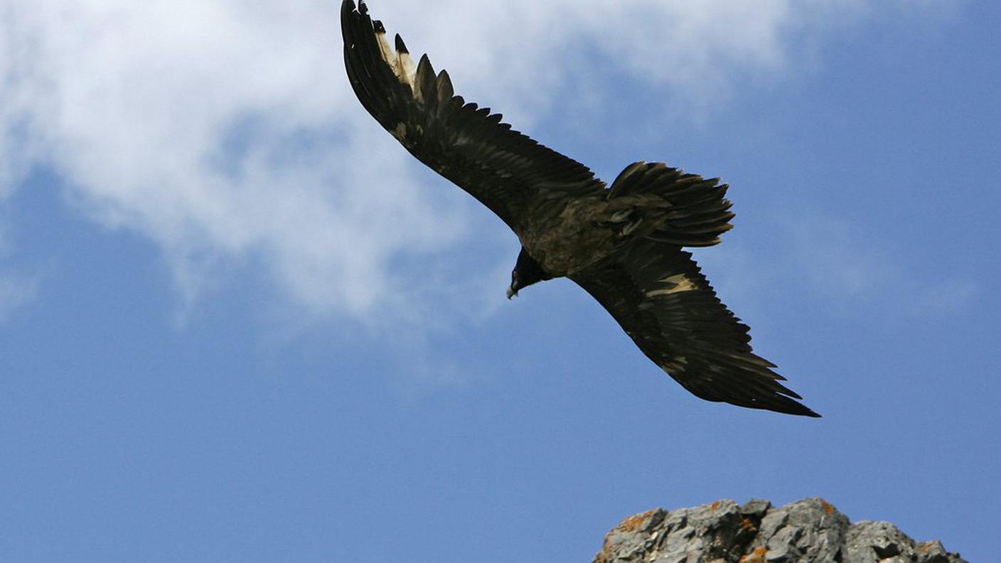 Il gipeto del Parco nazionale svizzero