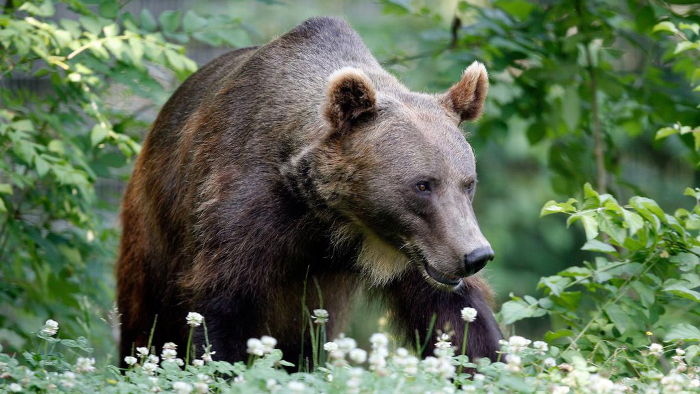 L'orso e i Grigioni, un rapporto non facile