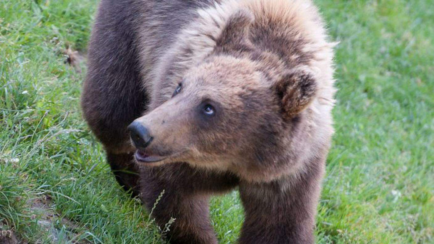 Un orso bruno