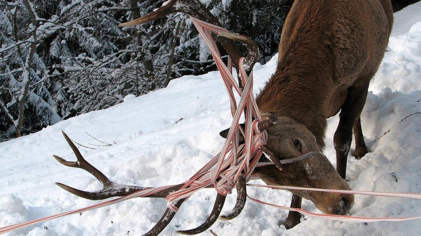 L'associazione difende la fauna selvatica