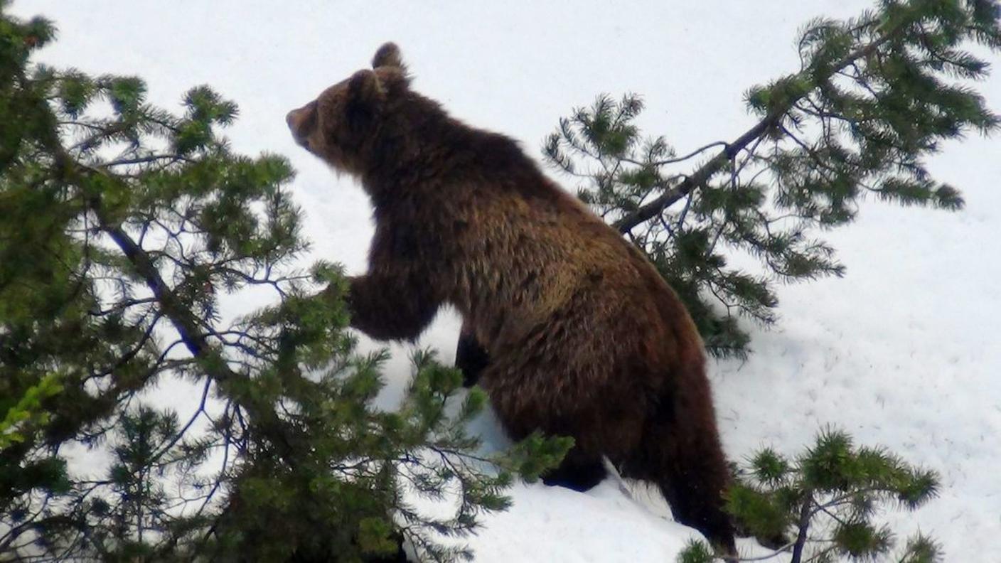 L'orso M13 ripreso nell'inverno di tre anni fa nei pressi di Scuol